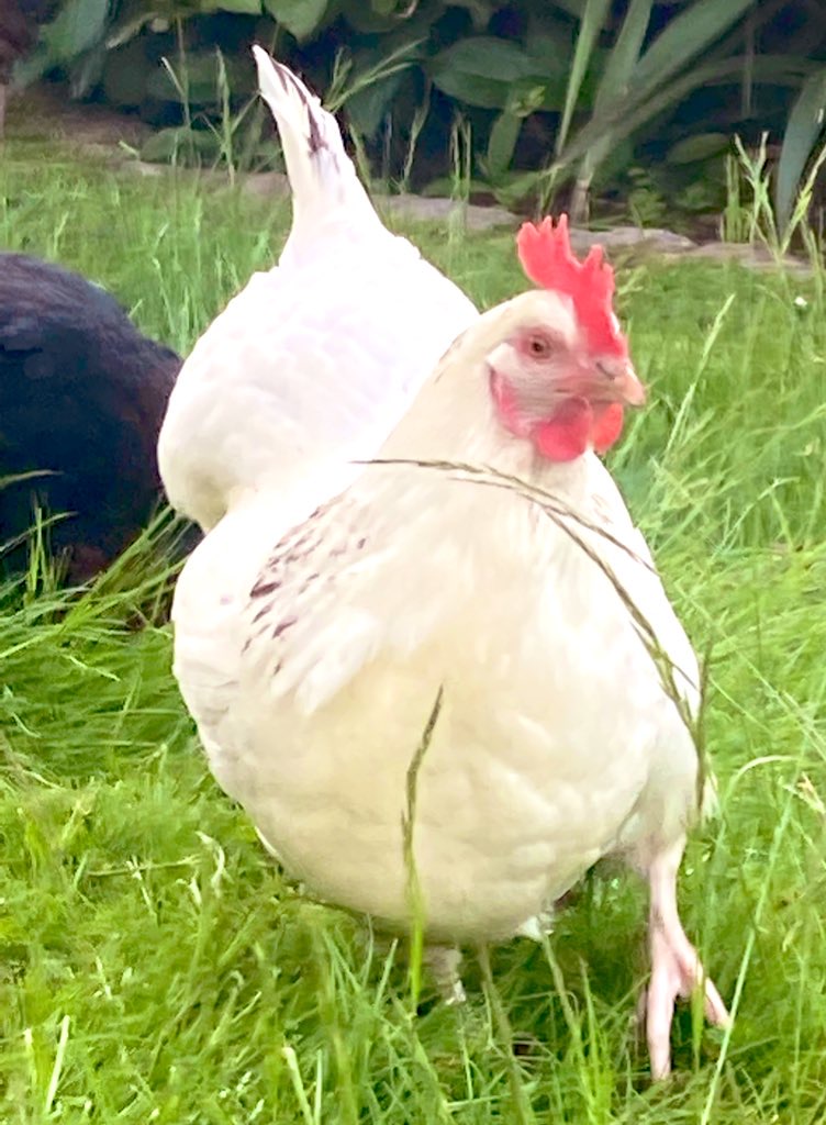 Chicken Rescue UK